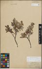 Foto von Salix lapponum L. x Salix myrtilloides L.